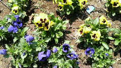 2009042911430000.jpg
