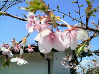 2010032711240001.jpg