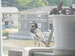 2010050813510002.jpg