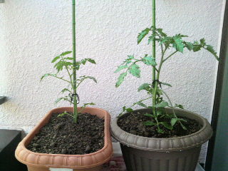 2010052515290000.jpg