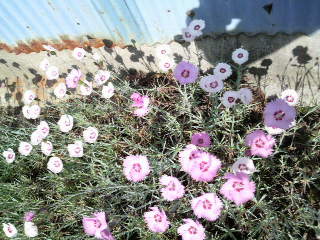 2010060615250000.jpg