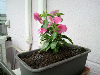 2010060816140001.jpg