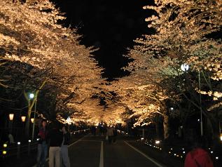 夜ノ森の桜.jpg